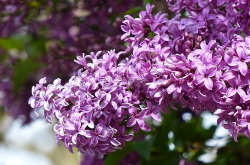 紫色的花,探寻神秘与浪漫的紫色花语世界”