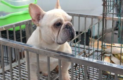 法牛犬,了解与养护之道