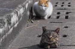 娱乐小卷猫,趣味横生的欢乐时光